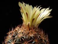 Thumbnail of 0763_Coryphantha retusa_20130905_02(1).JPG